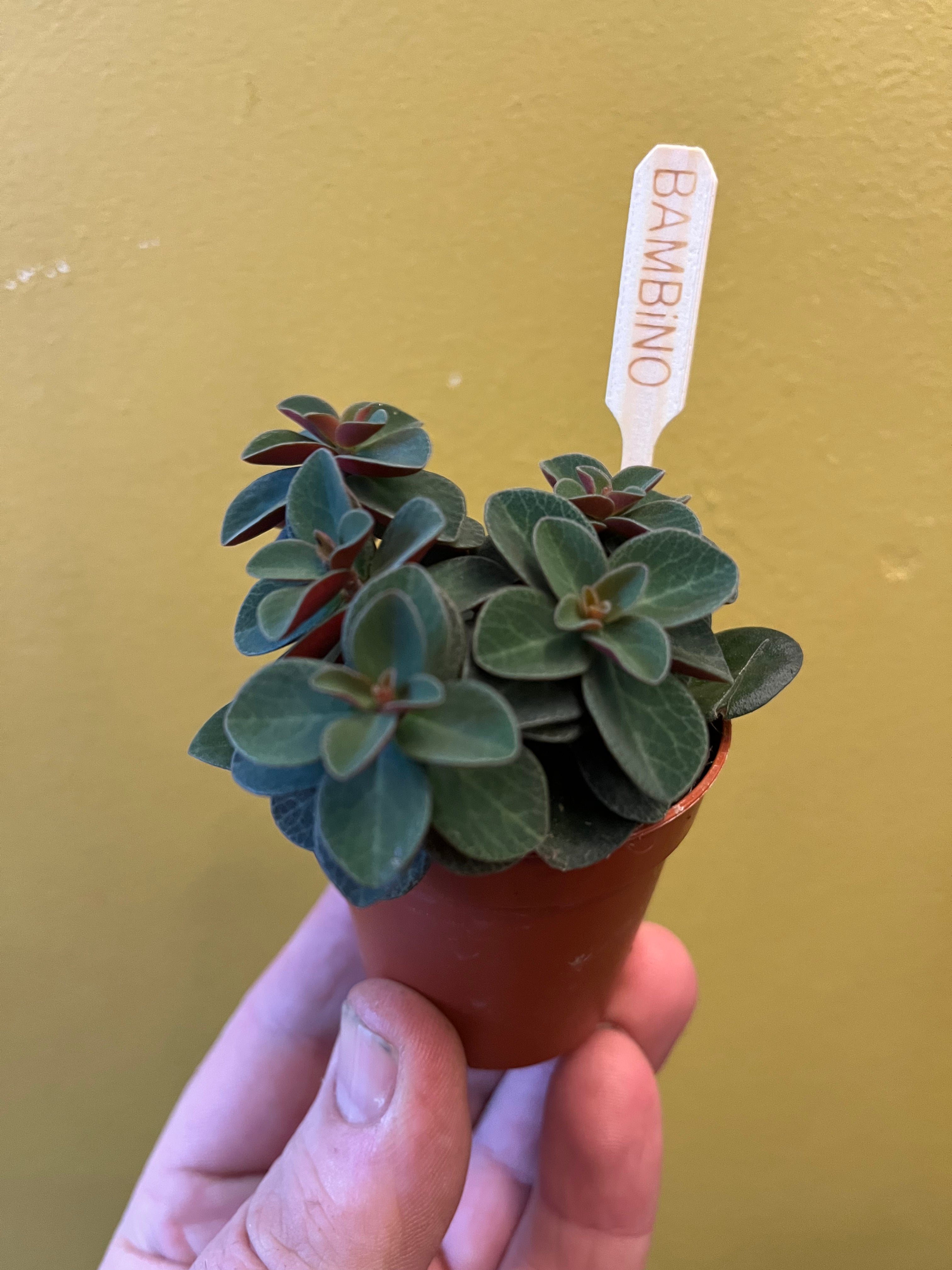 red log succulent Peperomia Red Log – Gravel Pit