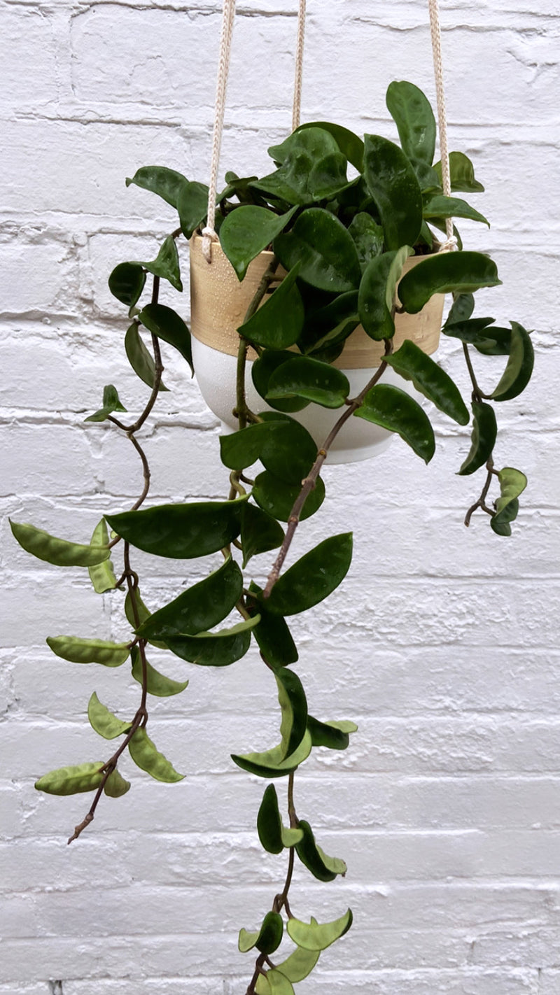 Bamboo Hanging Planter-10
