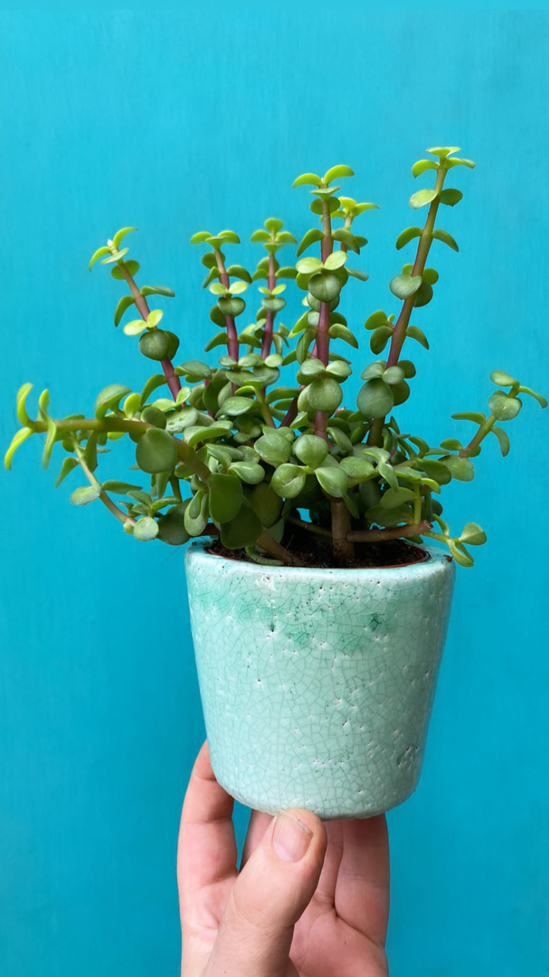 Medium Crassula-3