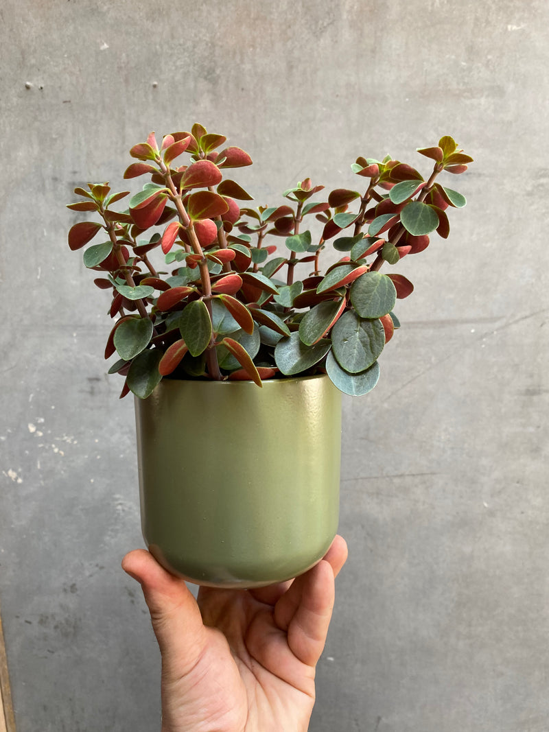 Peperomia Red Log-4