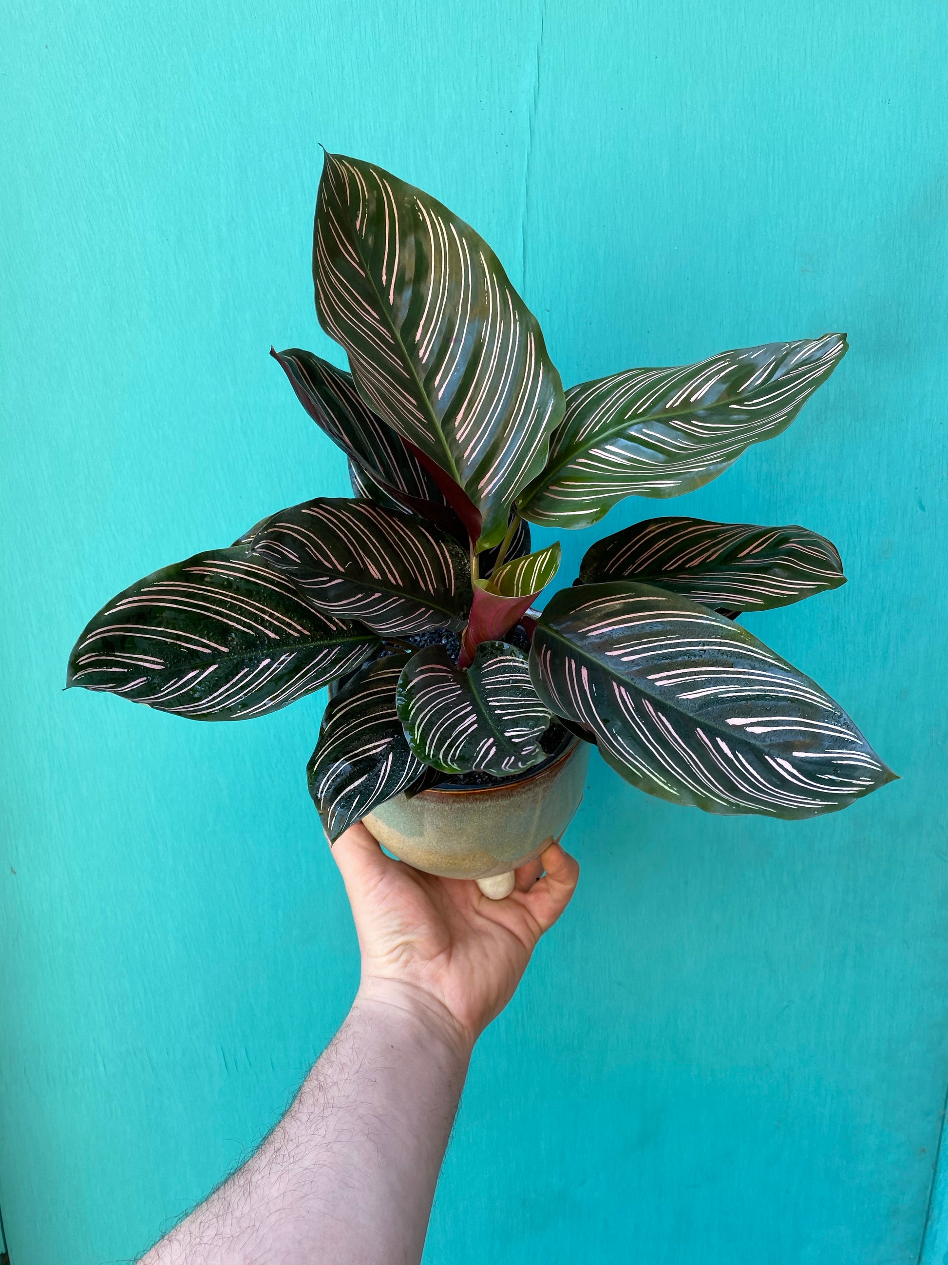 Calathea Sanderiana-4