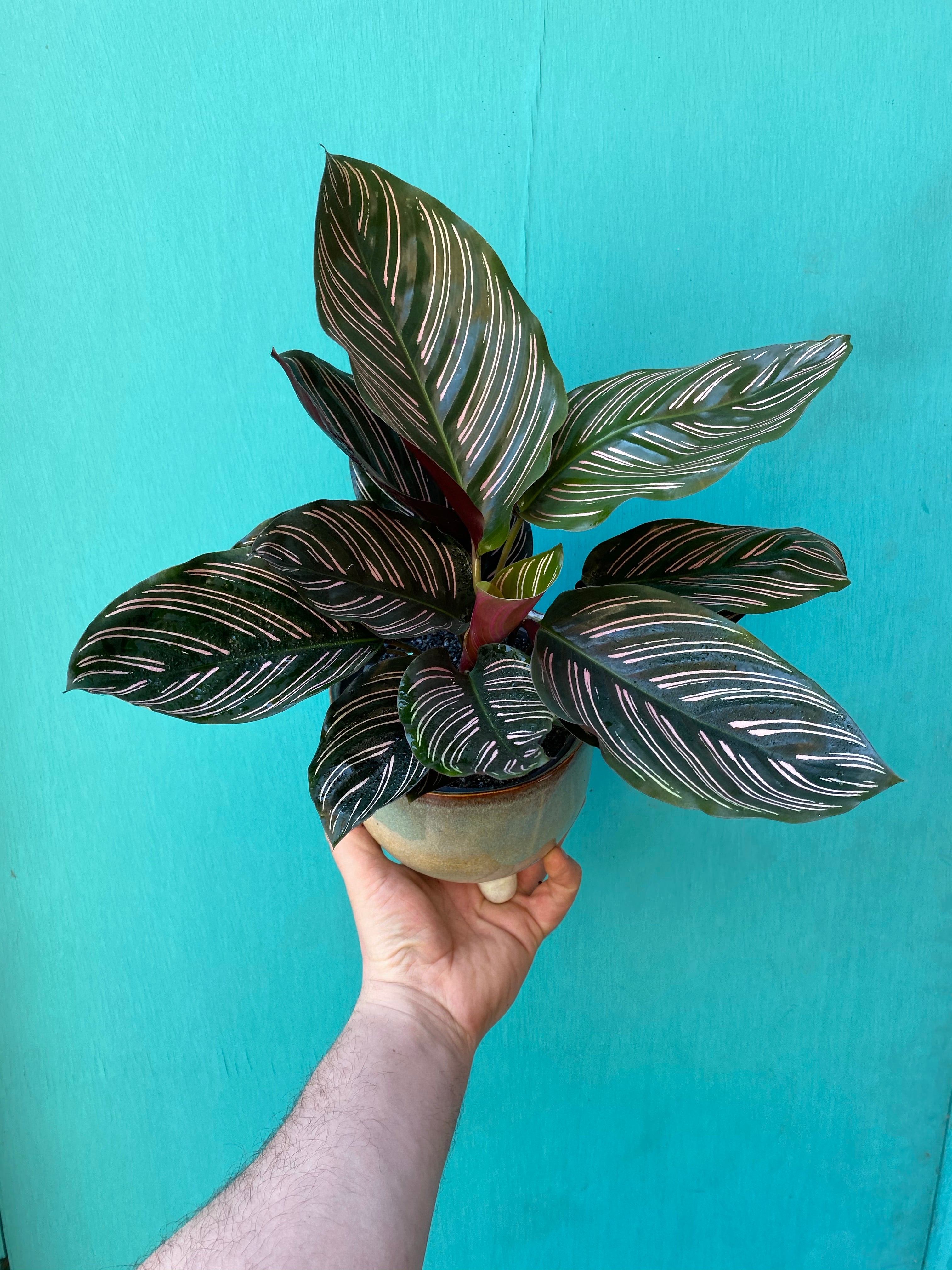 Calathea Sanderiana-4
