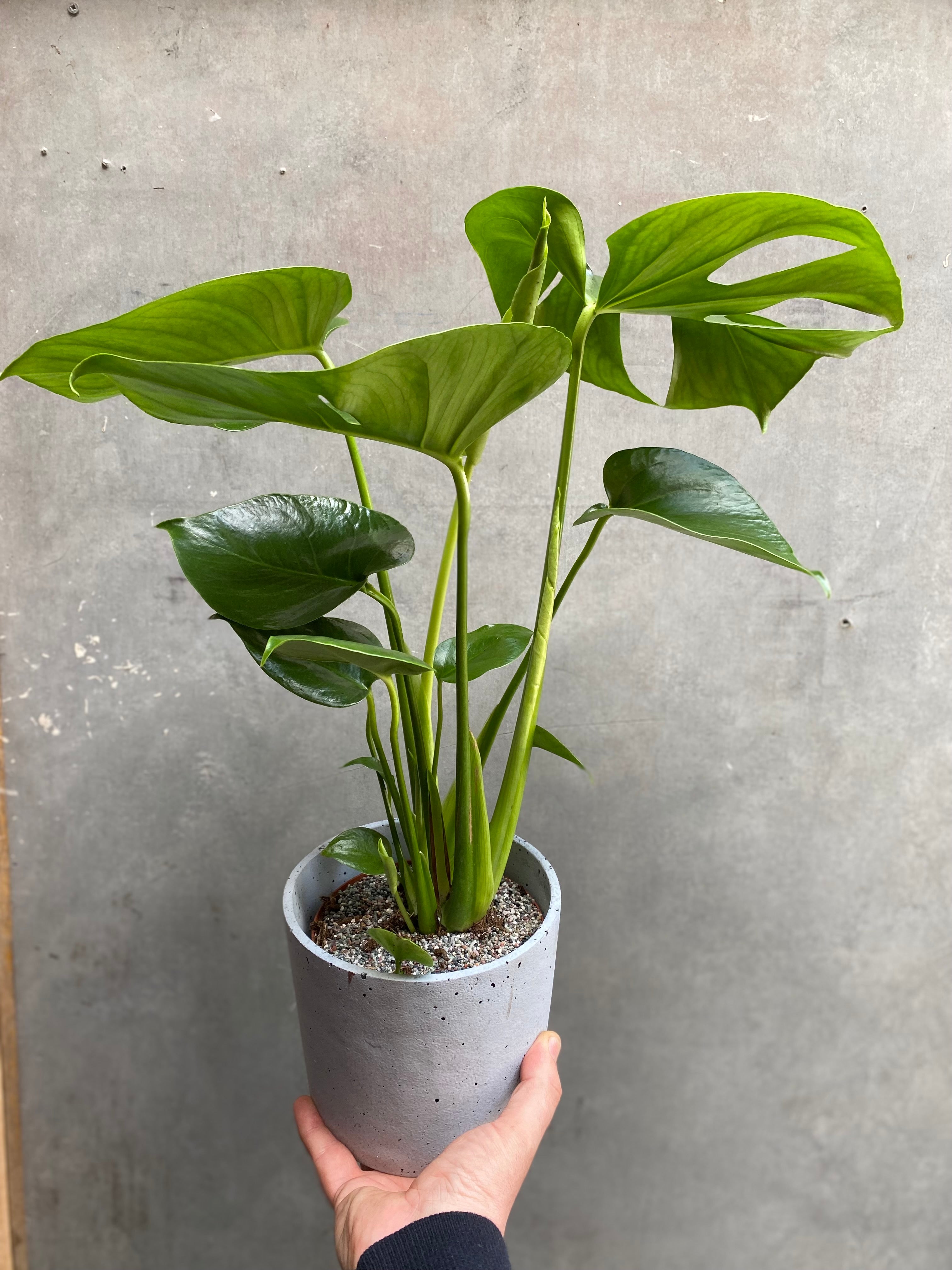 Small Monstera Deliciosa
