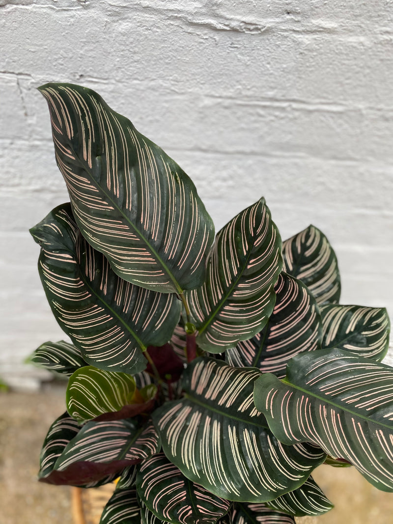 Calathea Sanderiana-7
