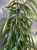 Ficus Alii