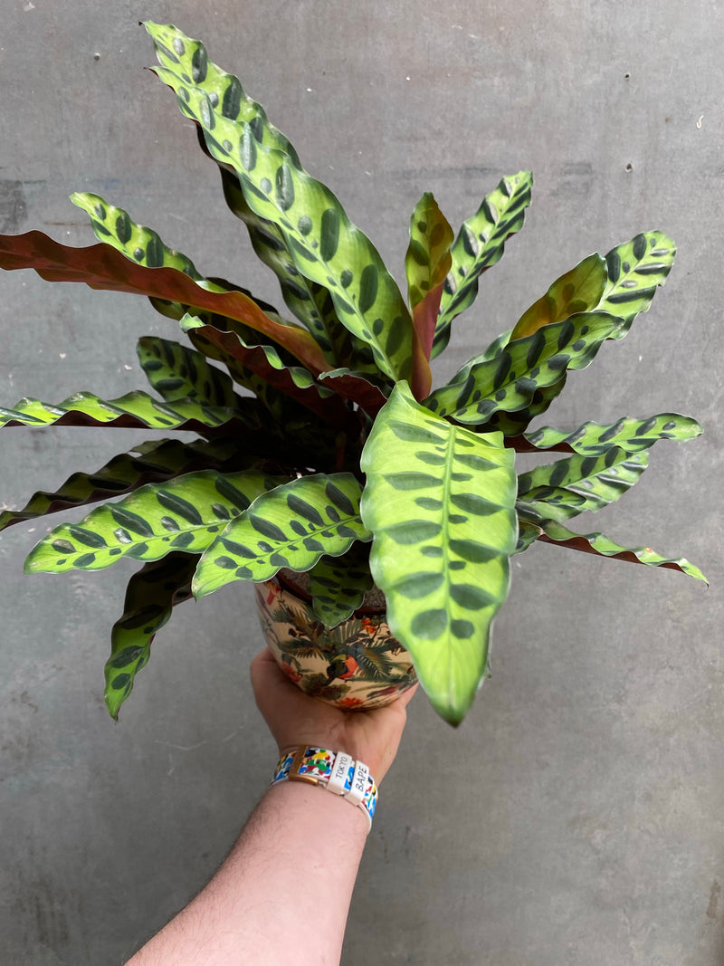 Rattlesnake Calathea-2