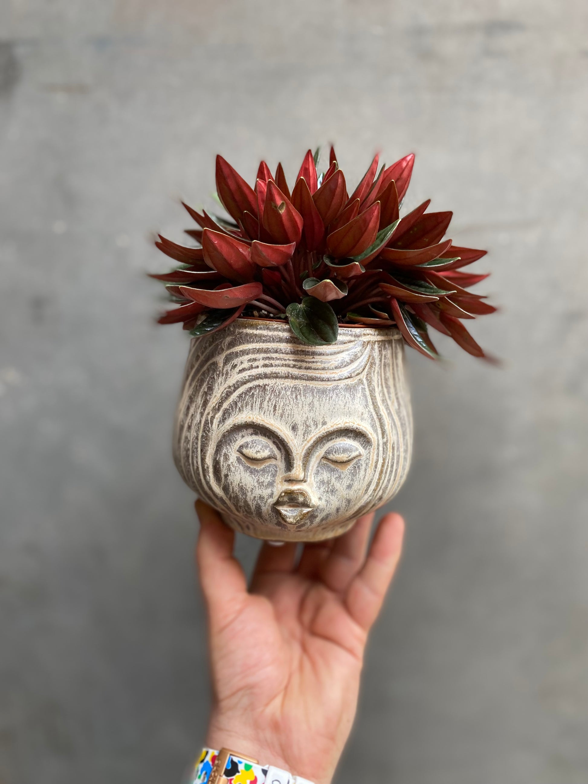 Peperomia Caperata Rosso-2
