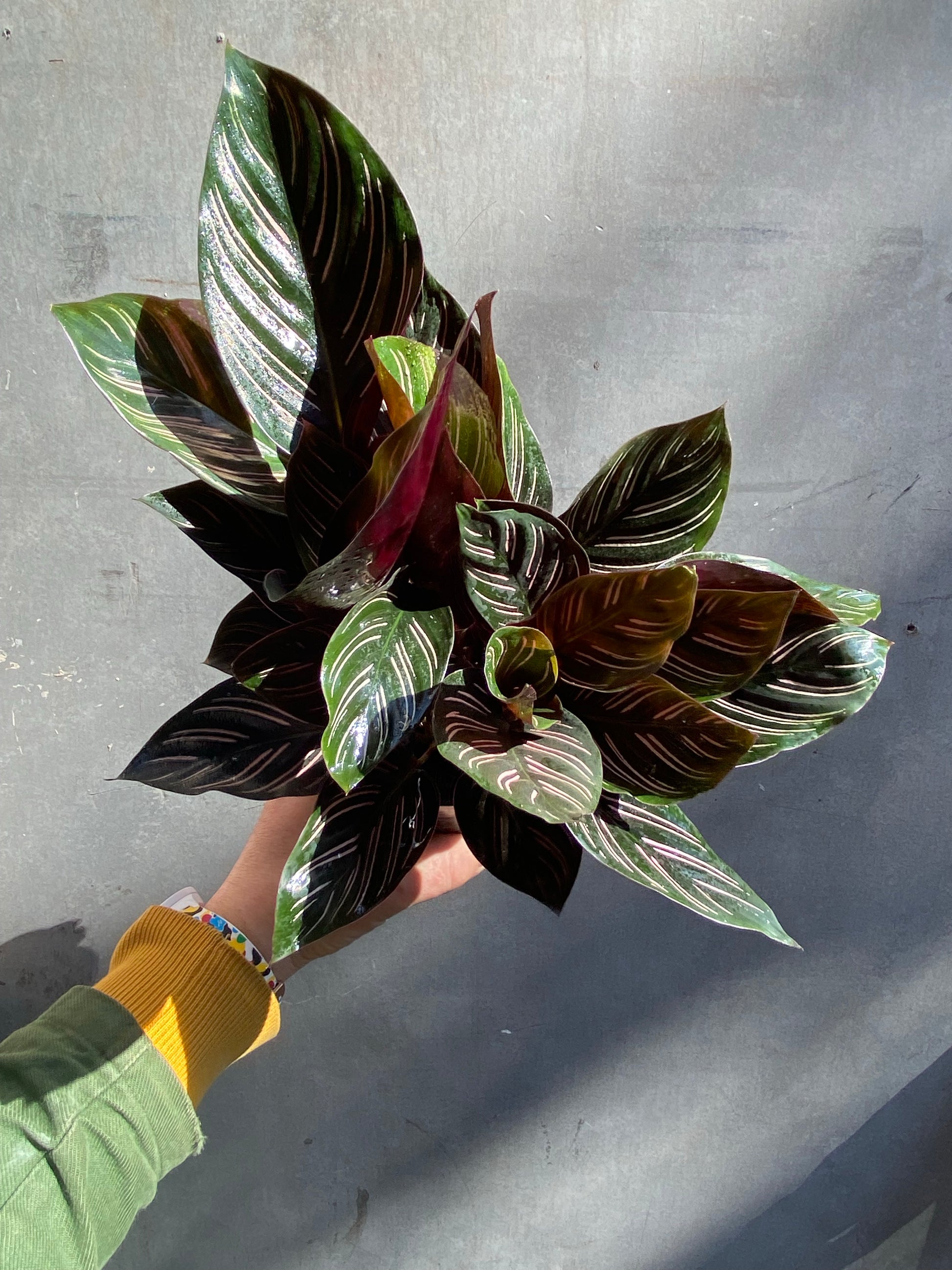 Calathea Sanderiana-3