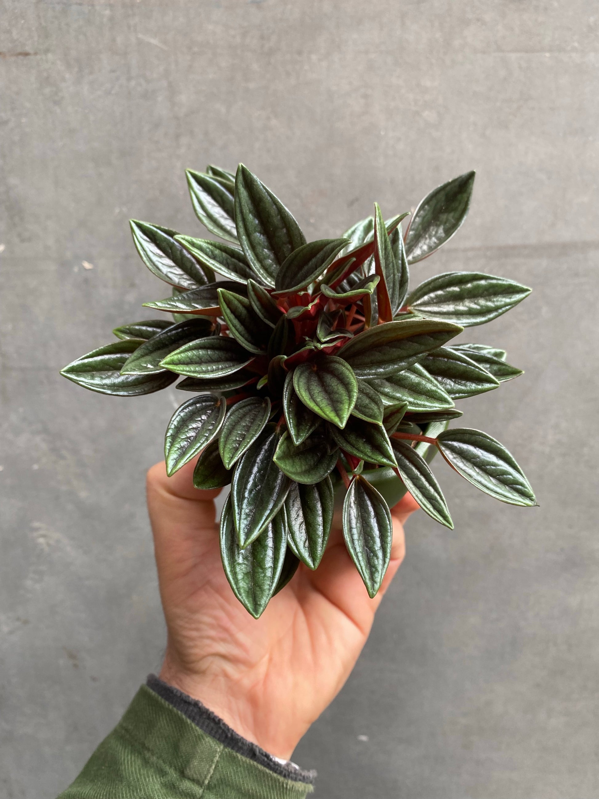Peperomia Caperata Rosso-5