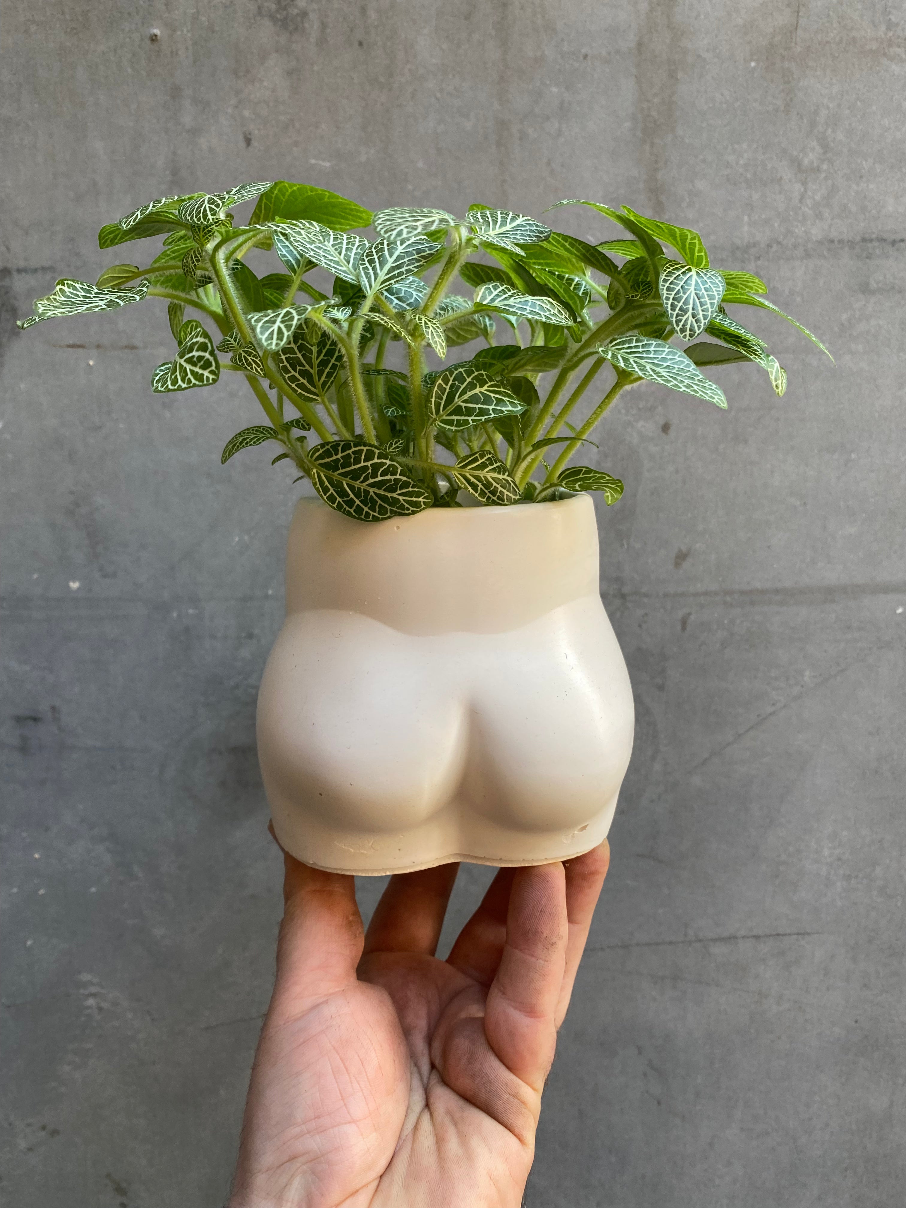 Bum Planter-5