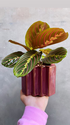 Prayer Plant-5