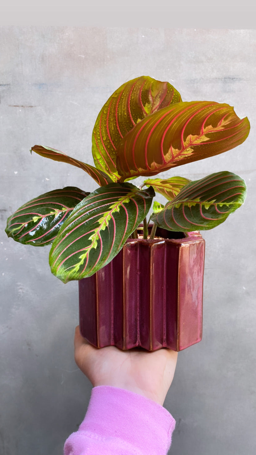 Prayer Plant-5