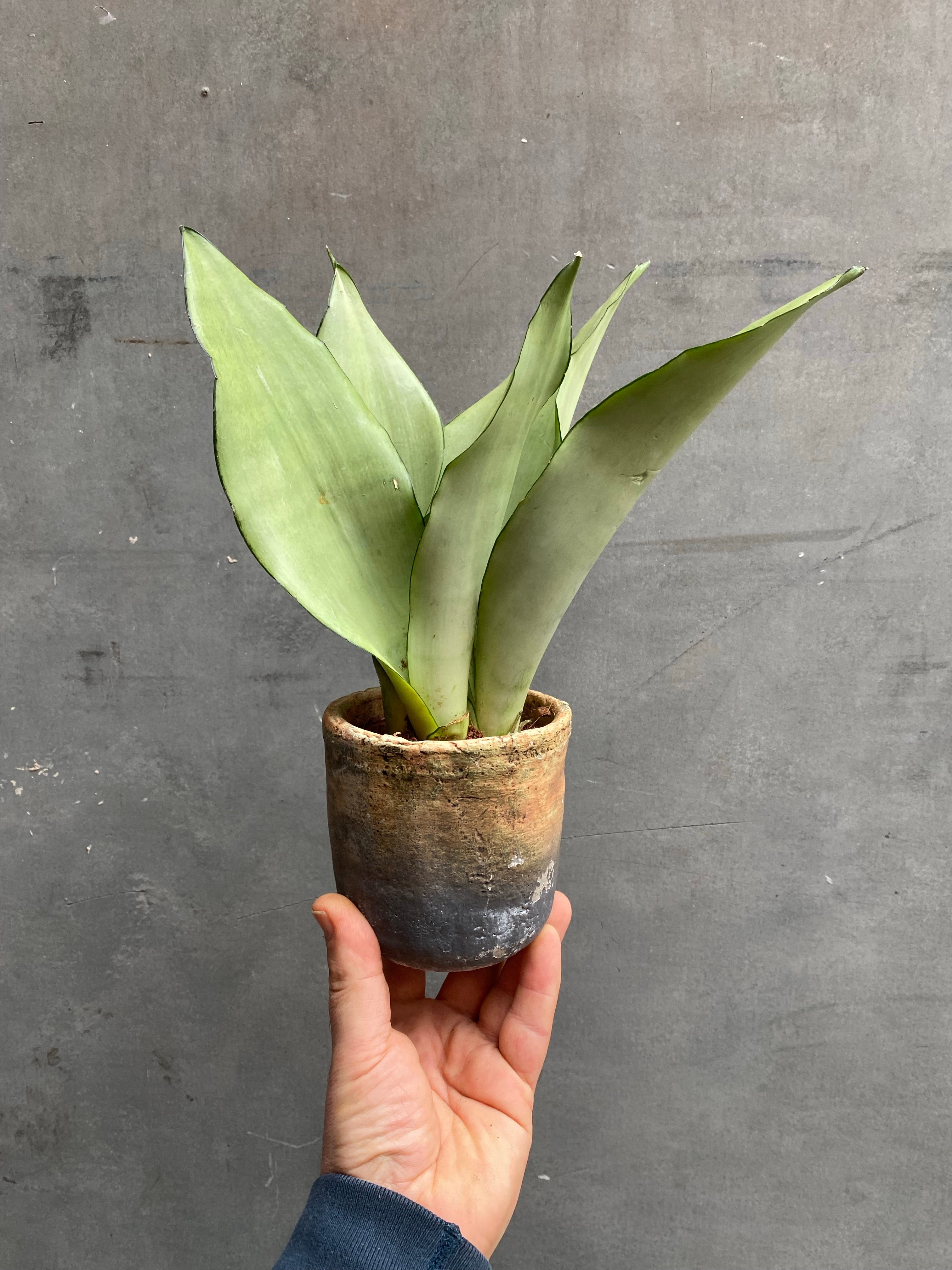 Snake Plant-4
