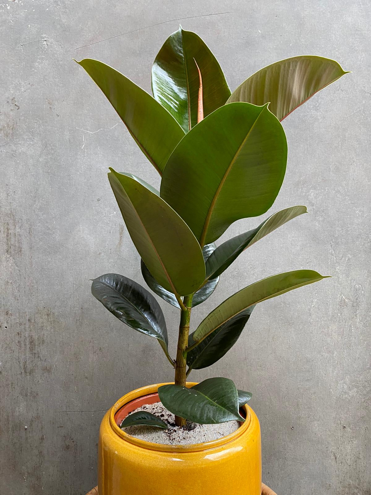 Ficus Robusta