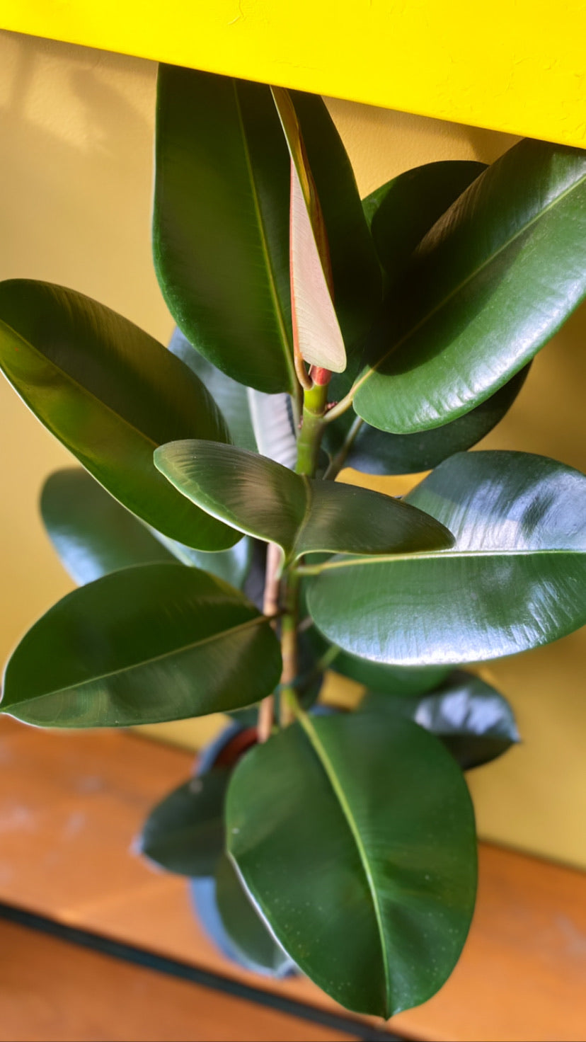 Ficus Robusta-4