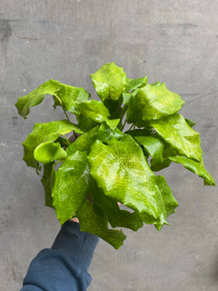 Calathea Network-6