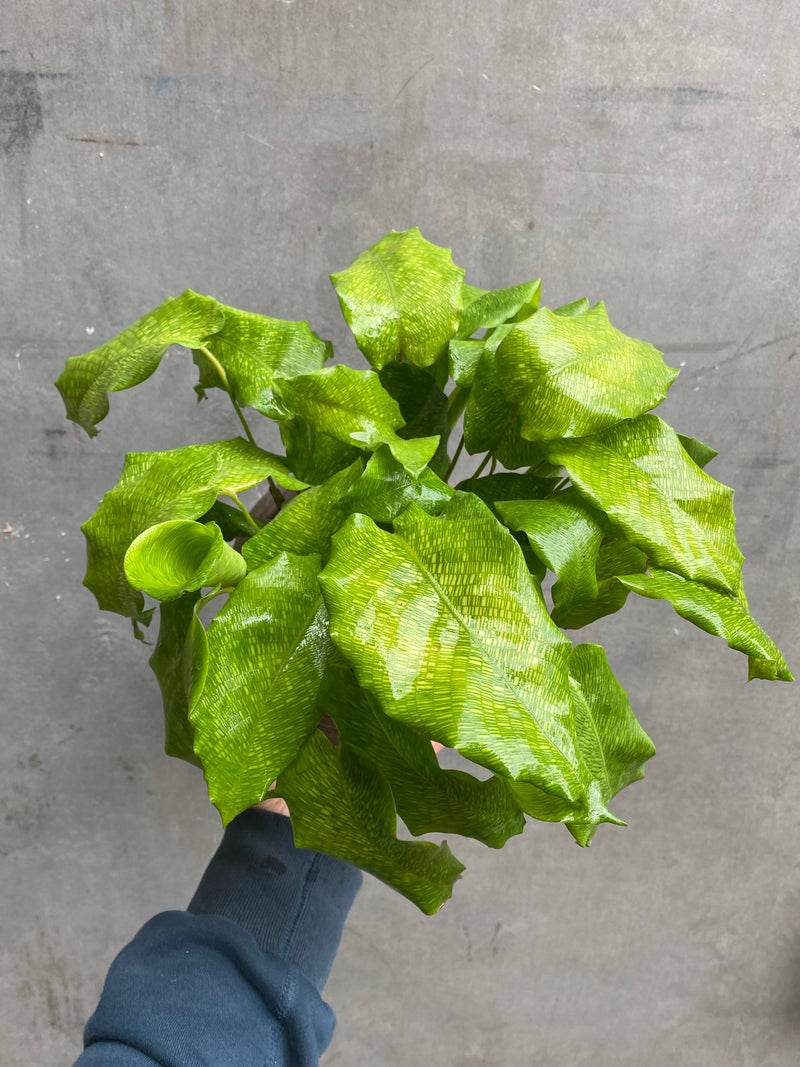 Calathea Network-6