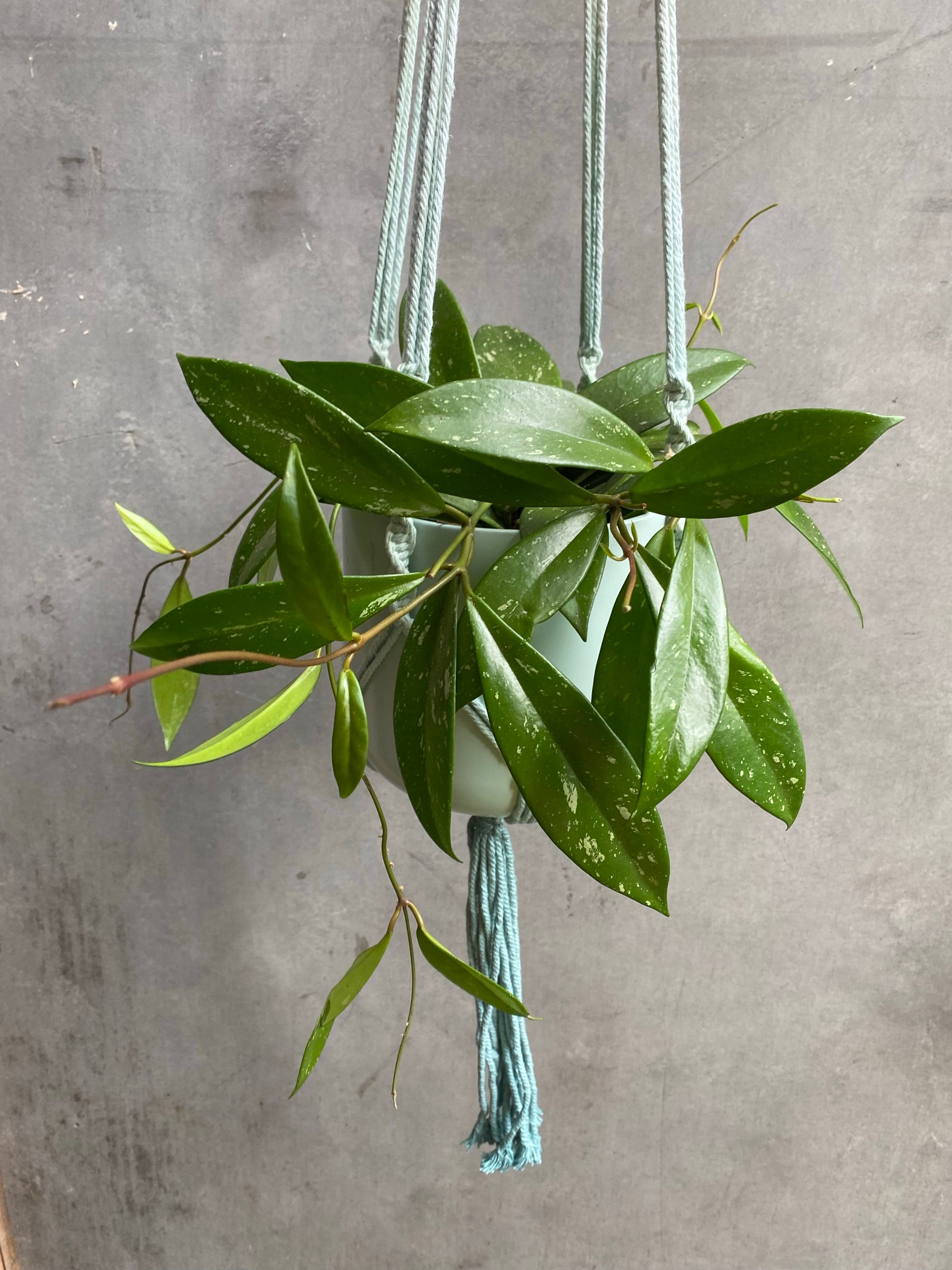 Hoya Carnosa-1