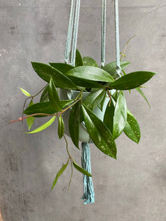 Hoya Carnosa-1
