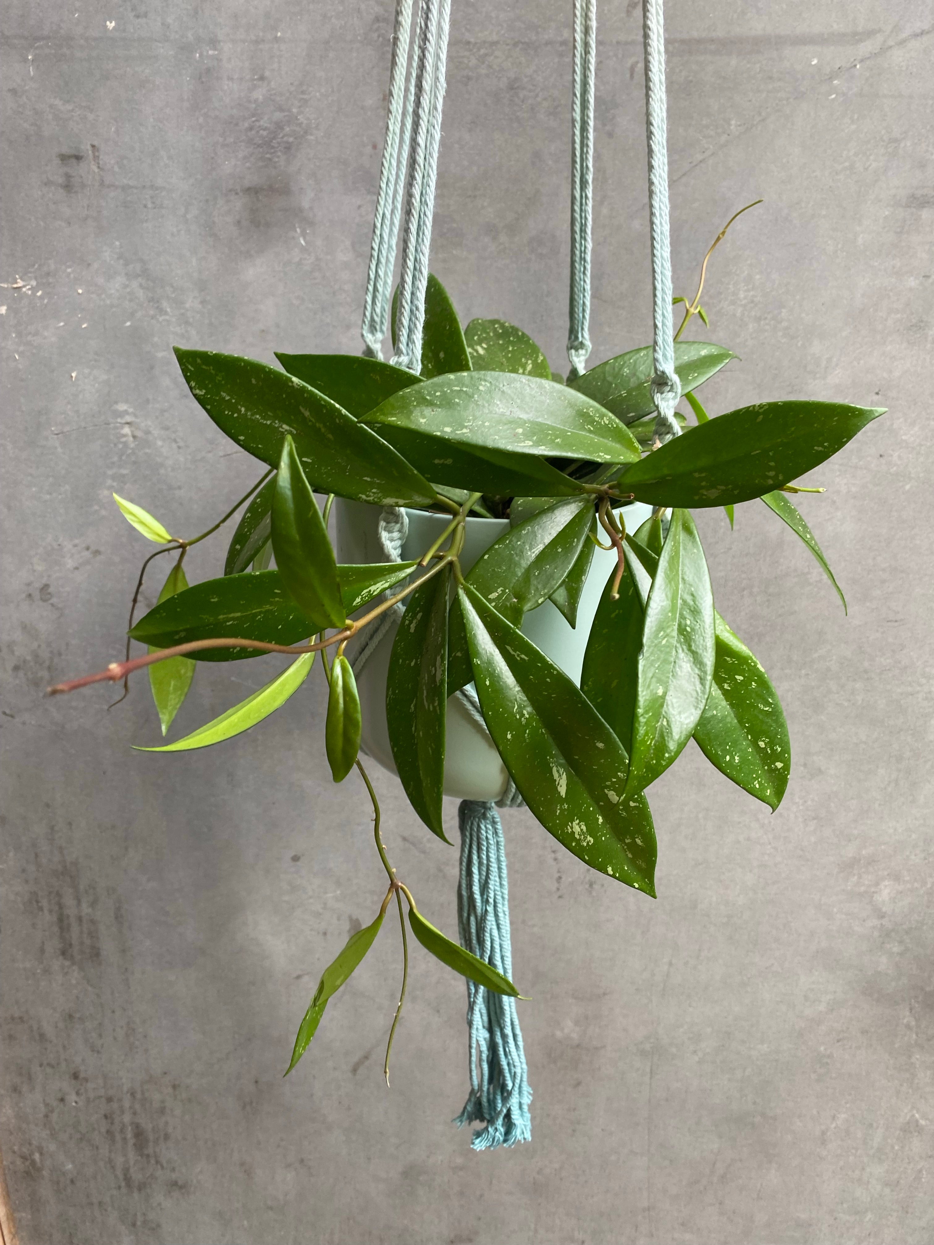 Hoya Carnosa