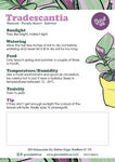 Tradescantia Purple Heart Hanger
