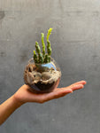 Cactus Terrarium
