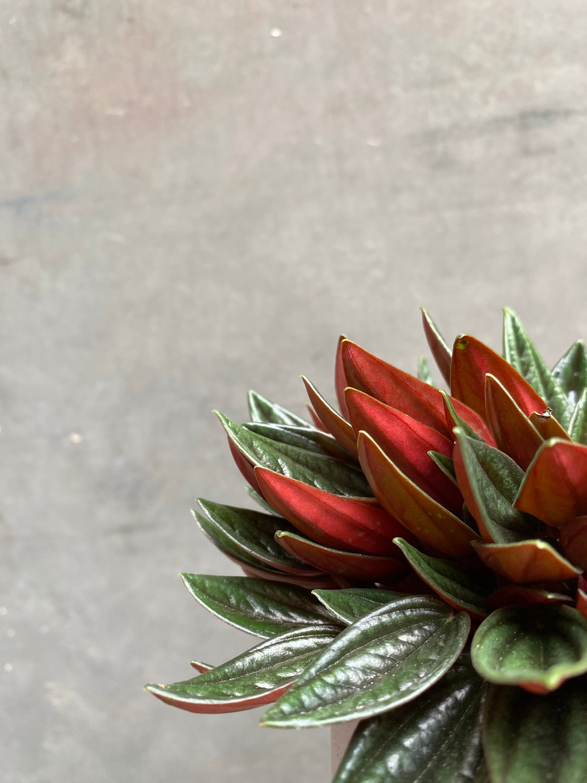 Peperomia Caperata Rosso-4