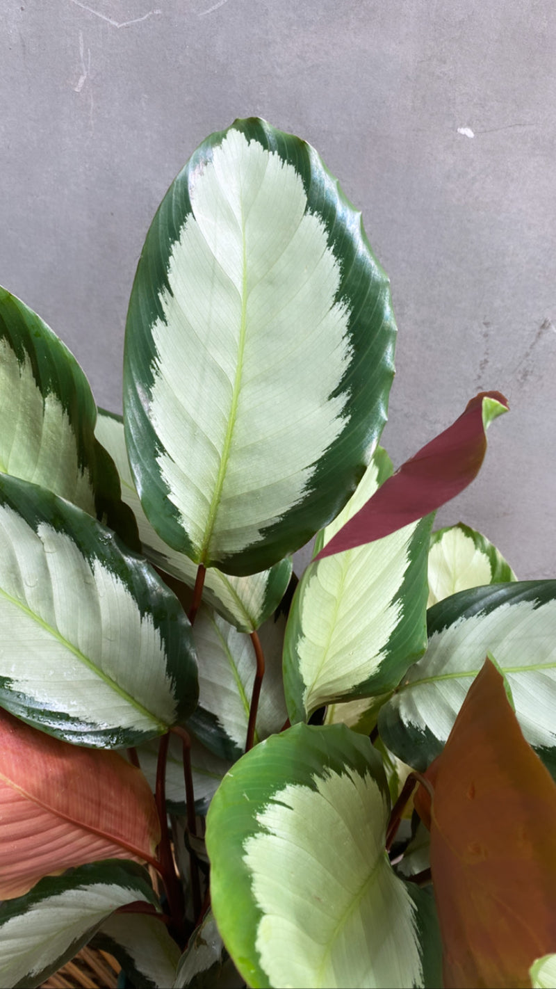 Calathea Argentea-2