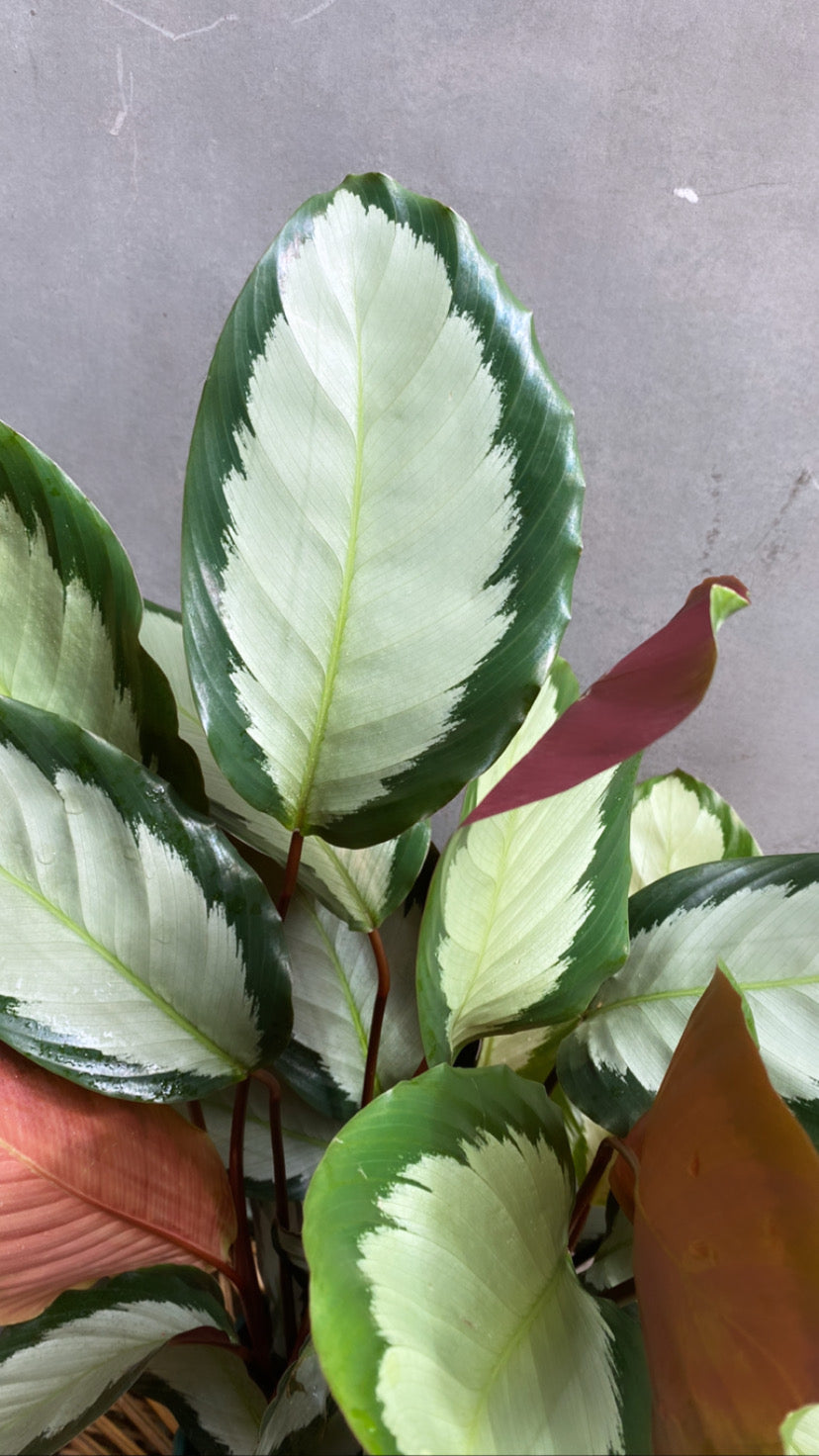 Calathea Argentea