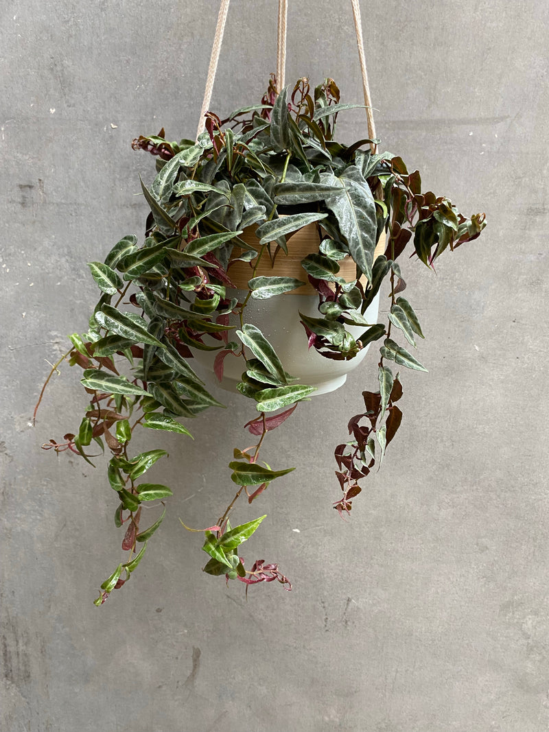 Bamboo Hanging Planter-4