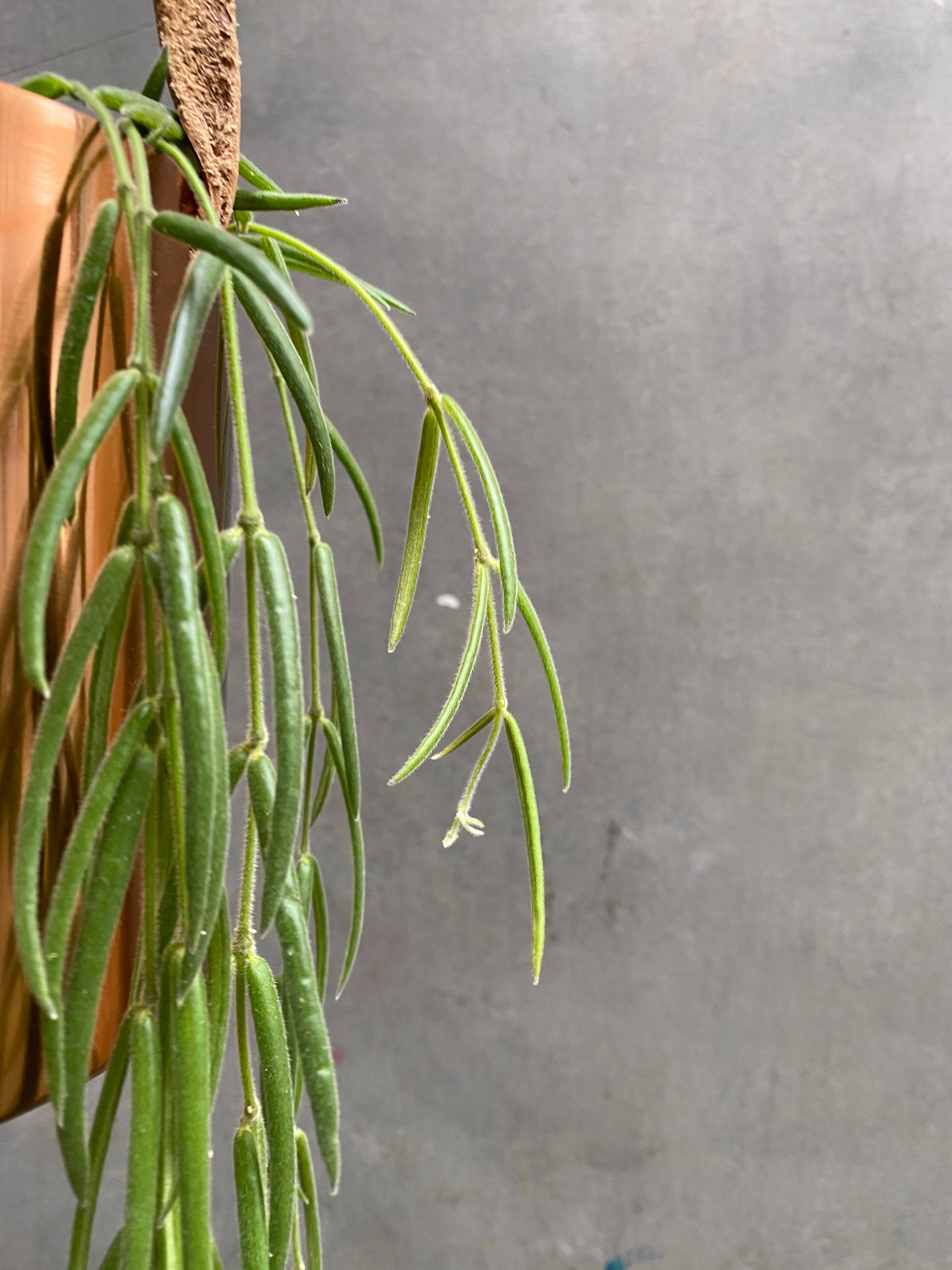 Hoya Linearis-3