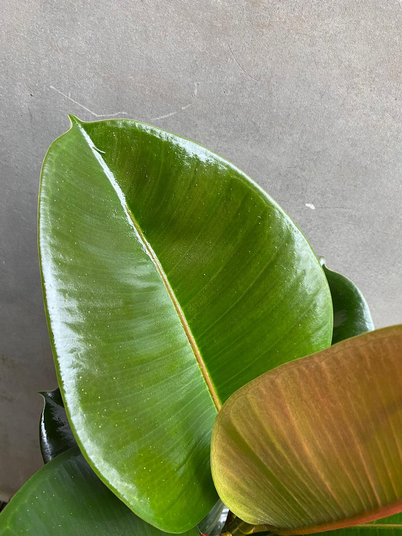Ficus Robusta-3