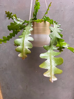 Fishbone Cactus Hanger-4