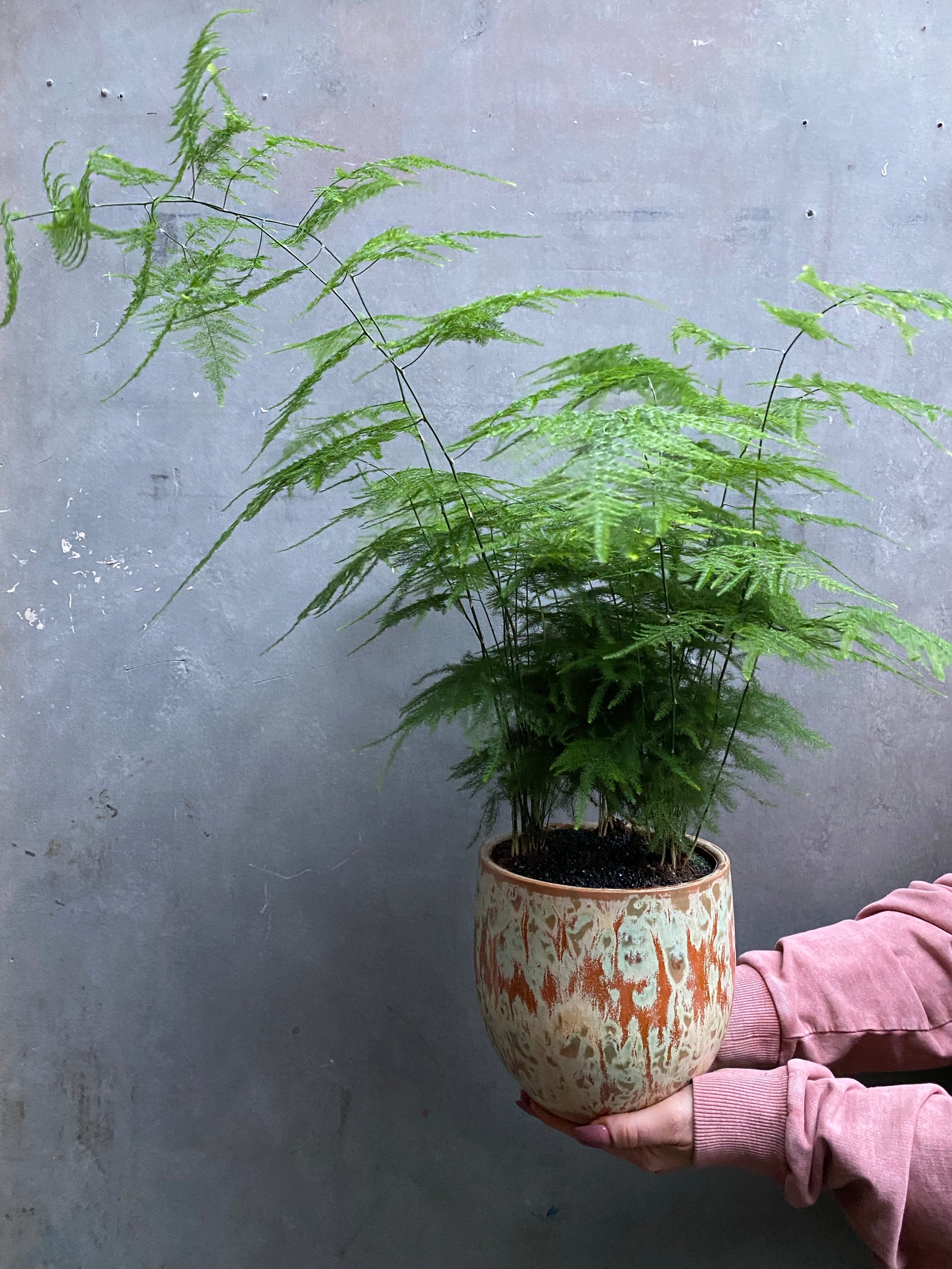 Asparagus Fern-7
