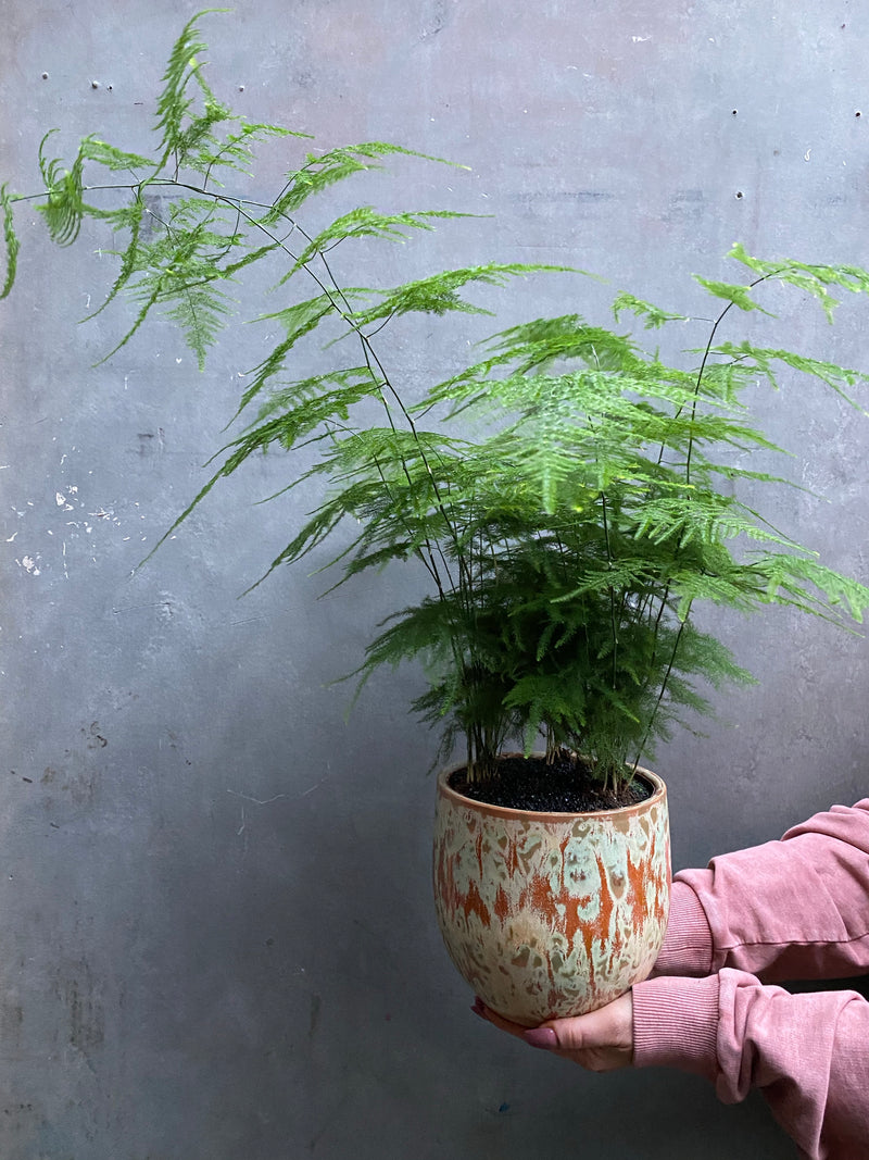 Asparagus Fern-7