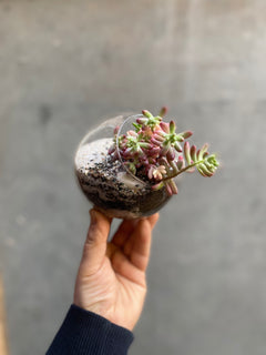 Succulent Terrarium-2