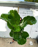 Fiddle Leaf Fig