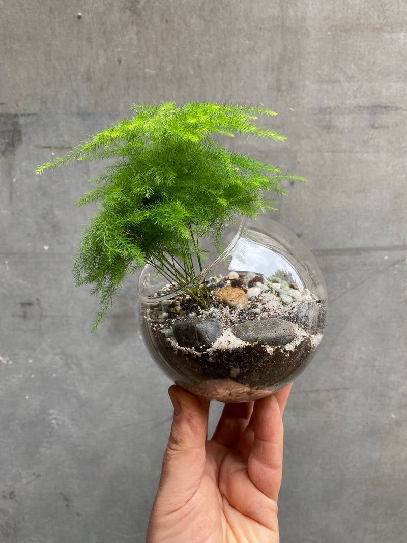 Fern Terrarium-1