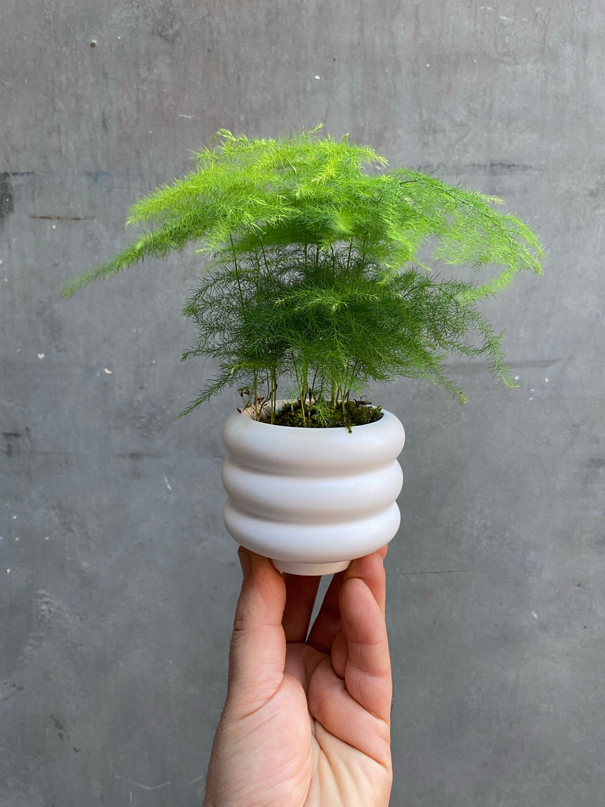 Asparagus Fern-4
