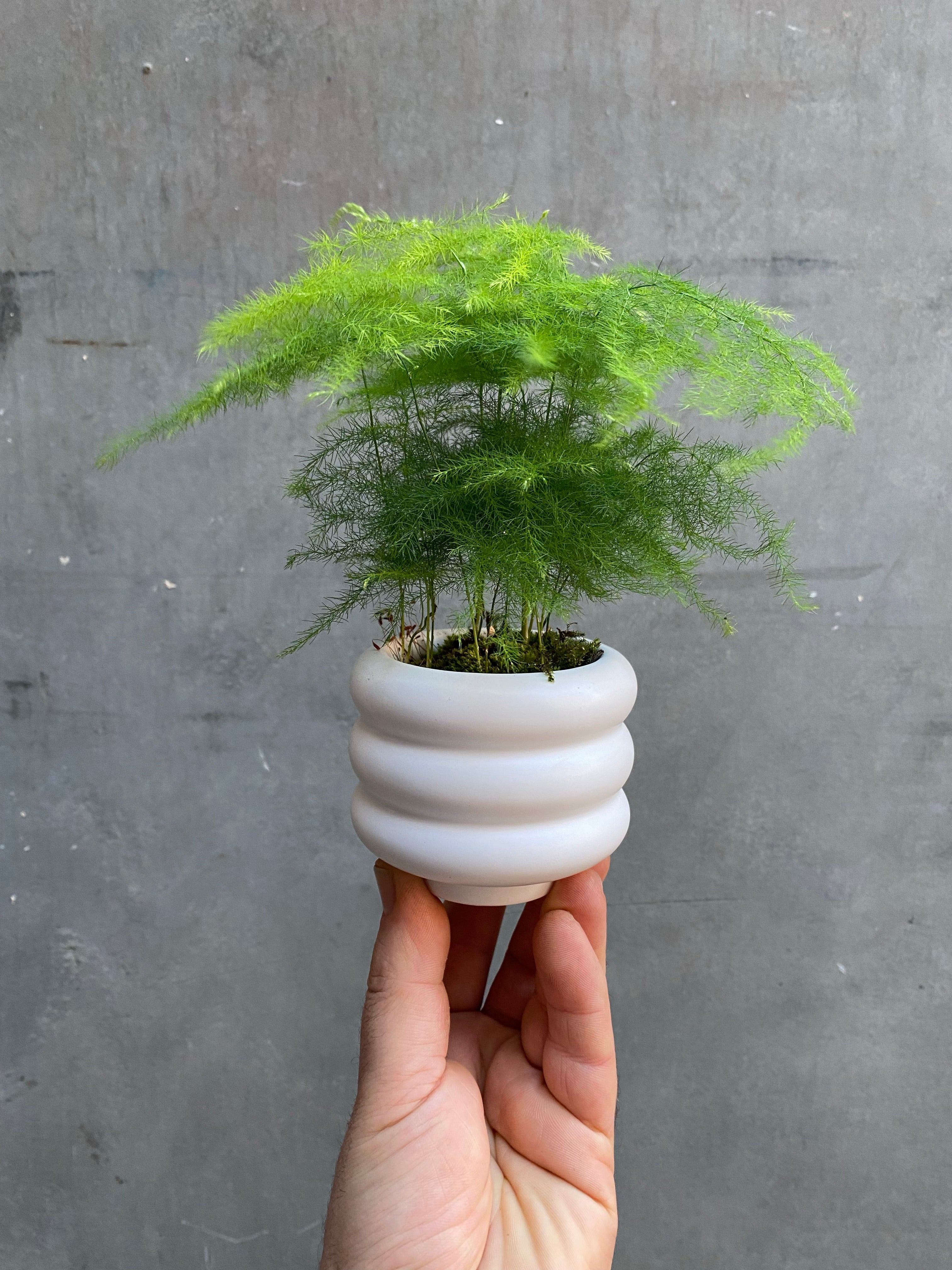 Asparagus Fern-4