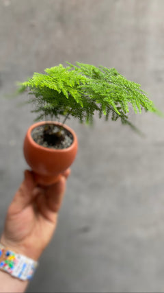 Asparagus Fern-2