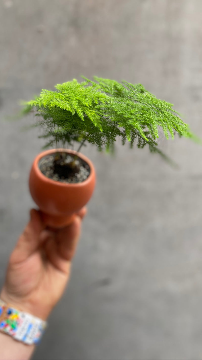 Asparagus Fern-2
