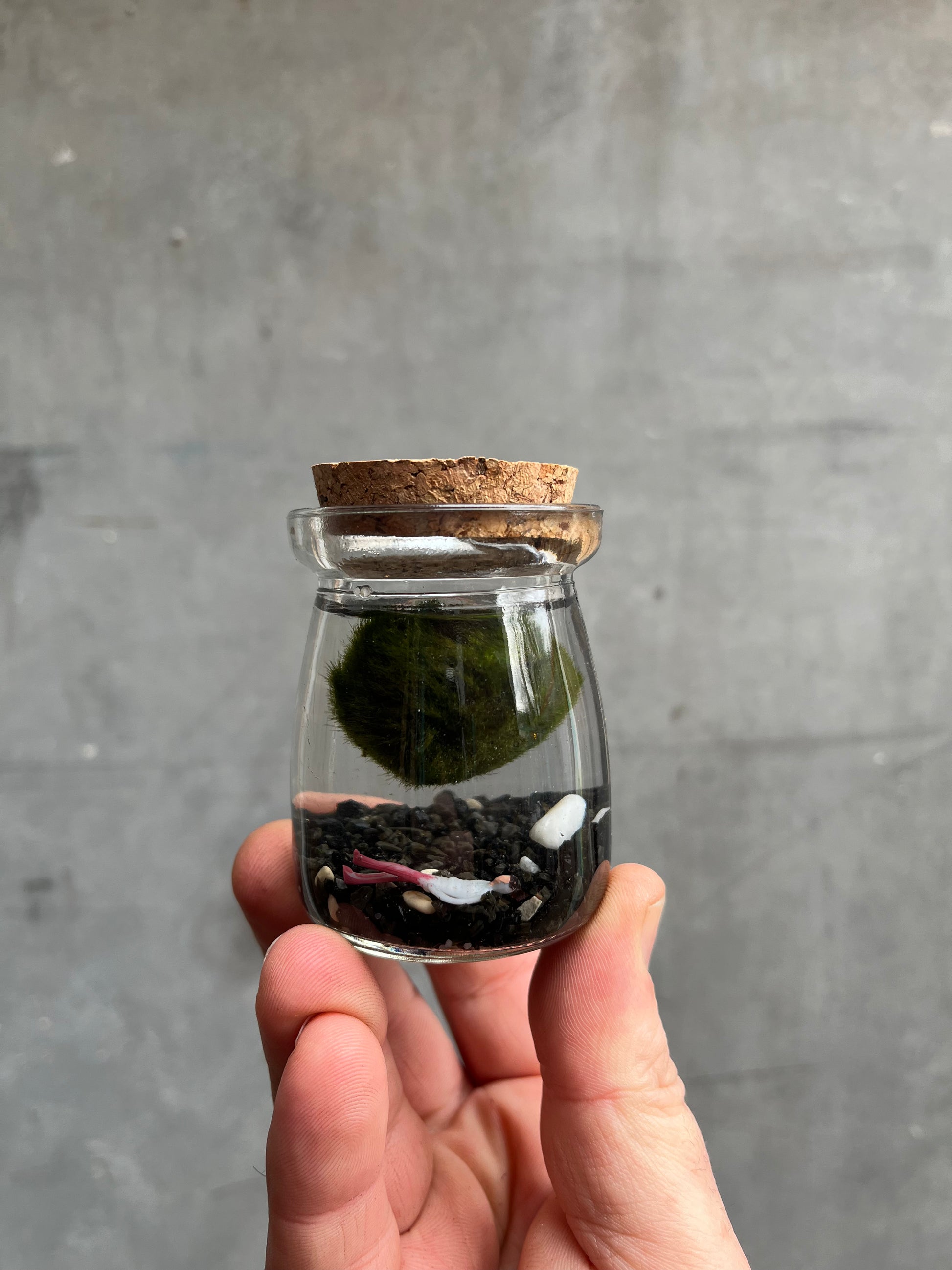 Marimo Moss Balls-2