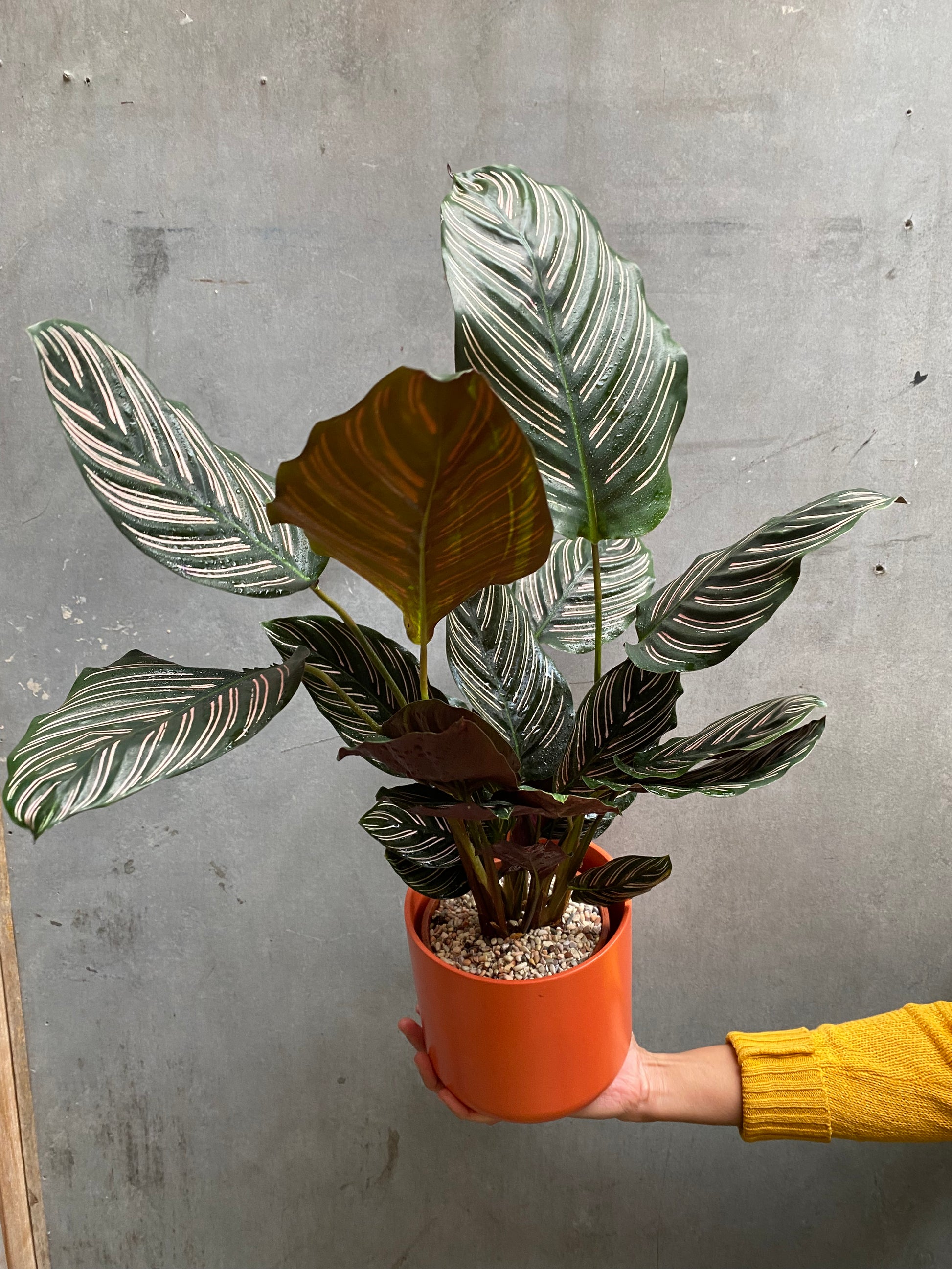 Calathea Sanderiana-2