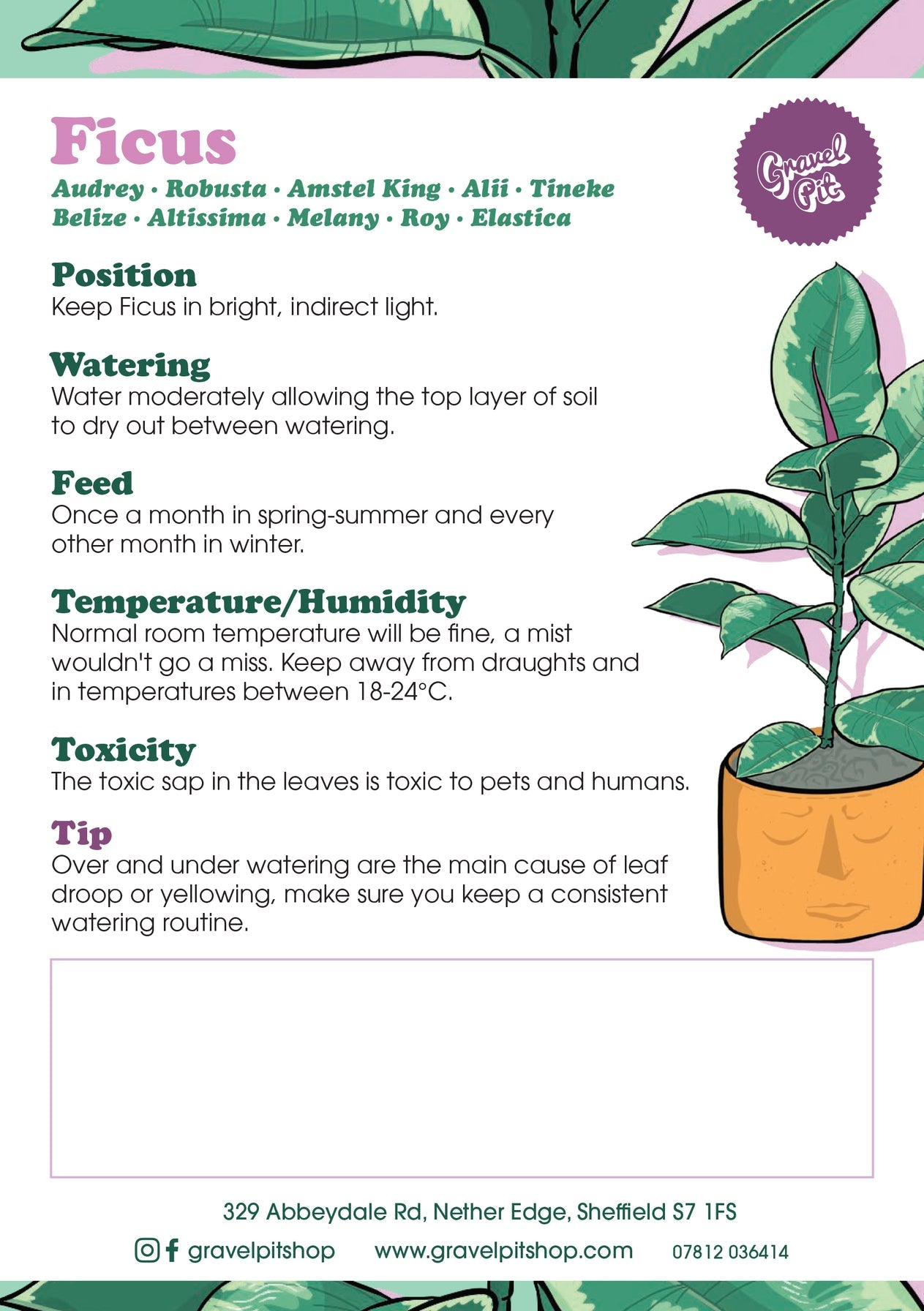 Ficus Tineke-8