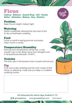 Ficus Tineke-8