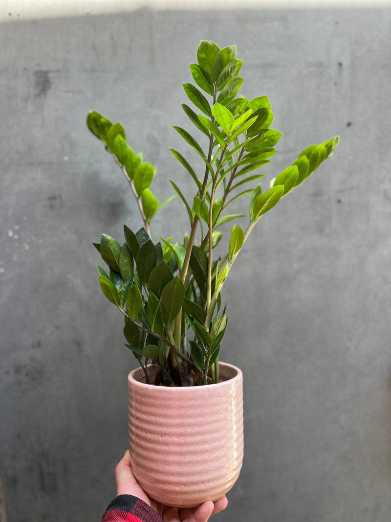 ZZ Plant (Zamioculcas Zamifolia)-1