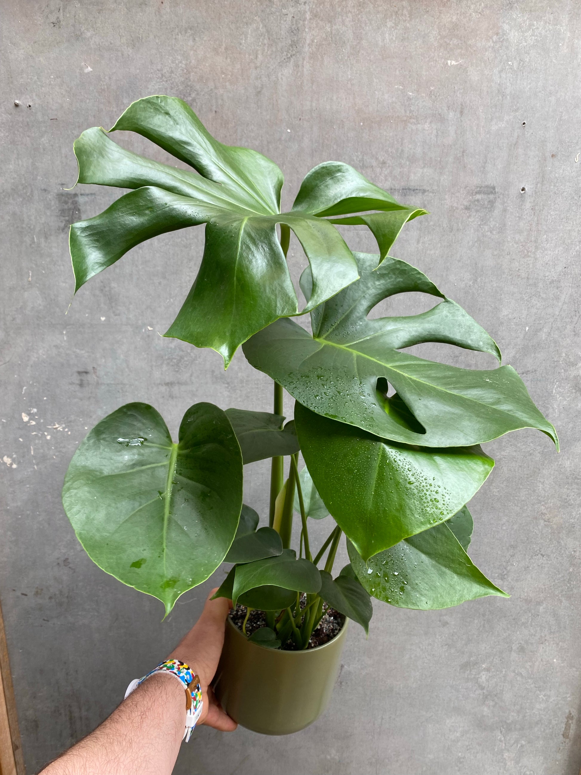 Small Monstera Deliciosa-2
