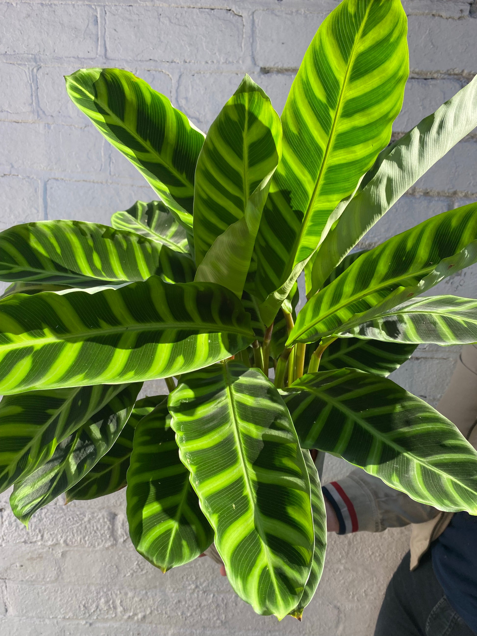 Calathea Zebrina-3