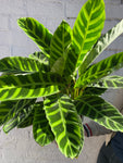 Calathea Zebrina